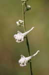 Carolina larkspur